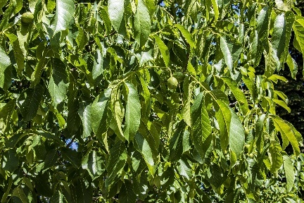 Juglans ағашының жапырақтары мен жемістері