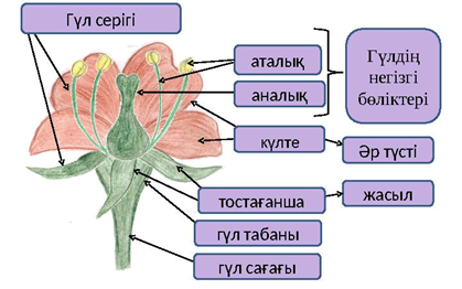 Гүлдің құрылысы