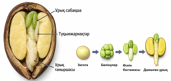 Тұқым ішіндегі ұрық дамуы