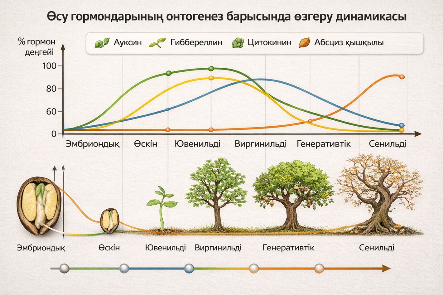 Өсу гормондарының динамикасы