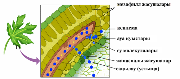 Устьица құрылысы