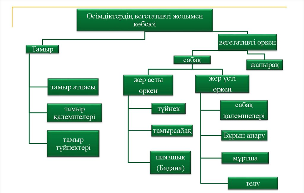 Өсімдіктердің вегетативті көбею типі