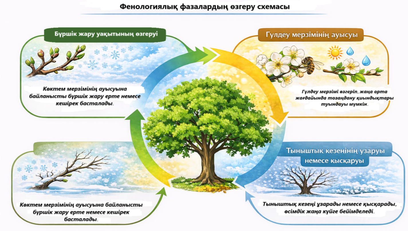 Фенологиялық фазалардың өзгеру схемасы