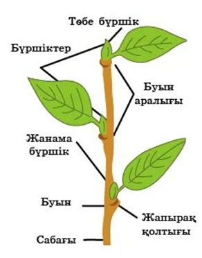 Өркен құрылысы